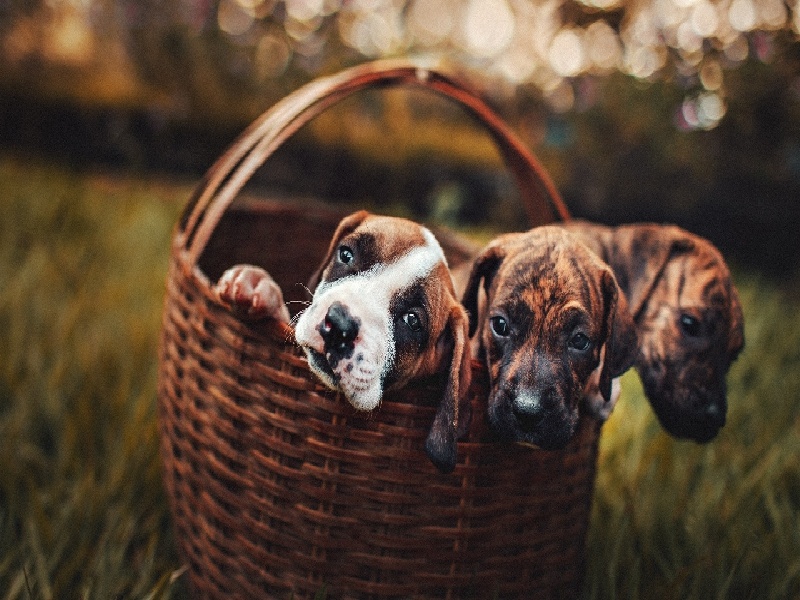 <strong>西安试管周期心理分析（囊肿可以试管吗）</strong>